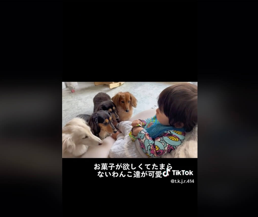 ダックスフンド,動画