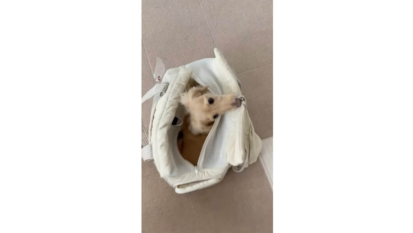 ダックスフンド,動画