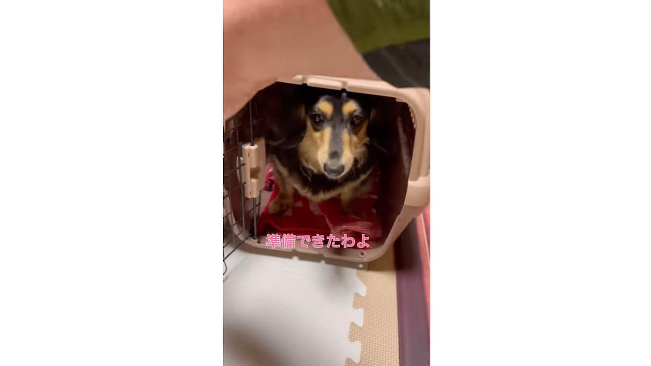 ダックスフンド,動画