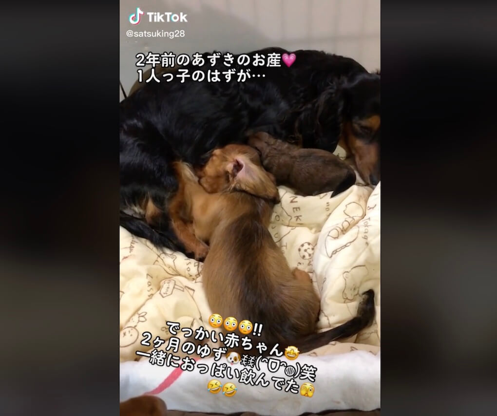 ダックスフンド,動画