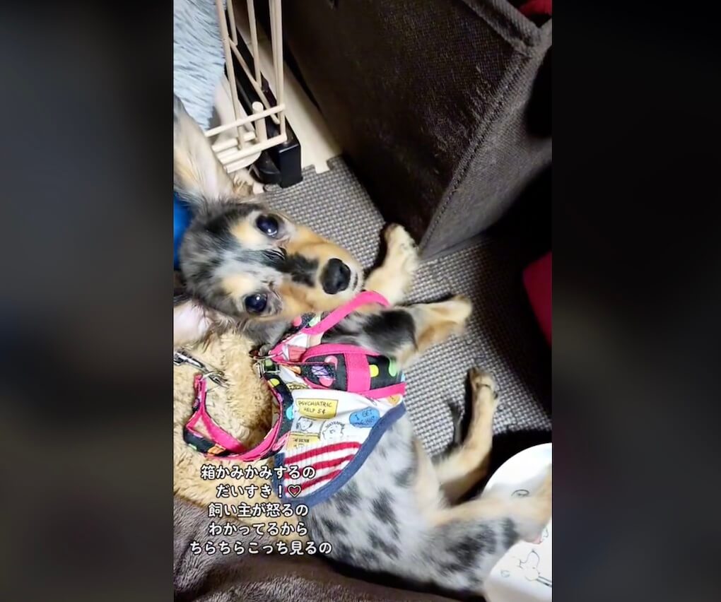 ダックスフンド,動画