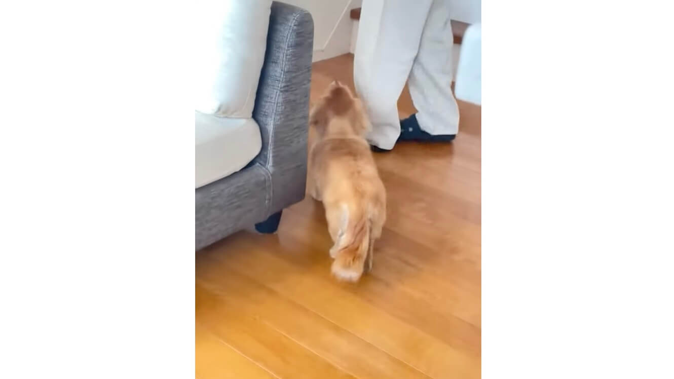 ダックスフンド,動画