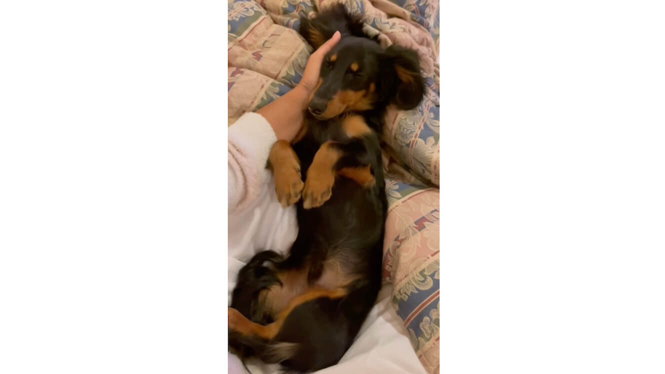 ダックスフンド,動画