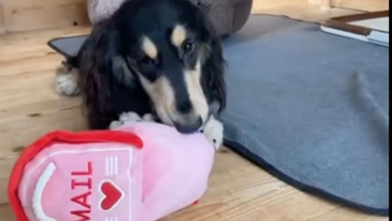 ダックスフンド,動画