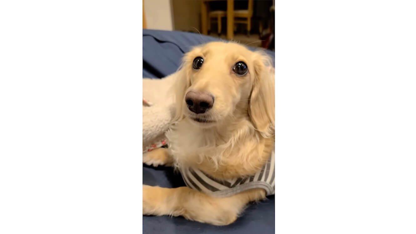 ダックスフンド,動画