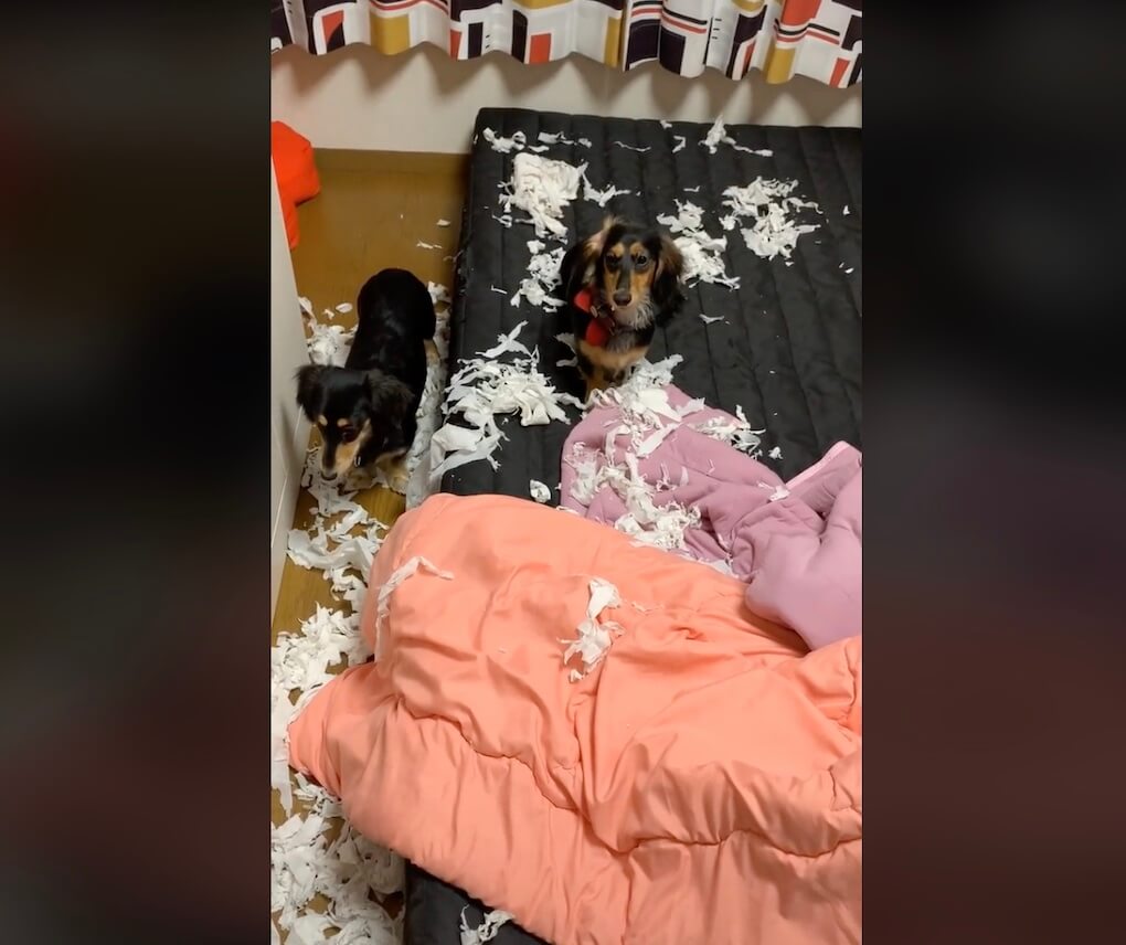 ダックスフンド,動画