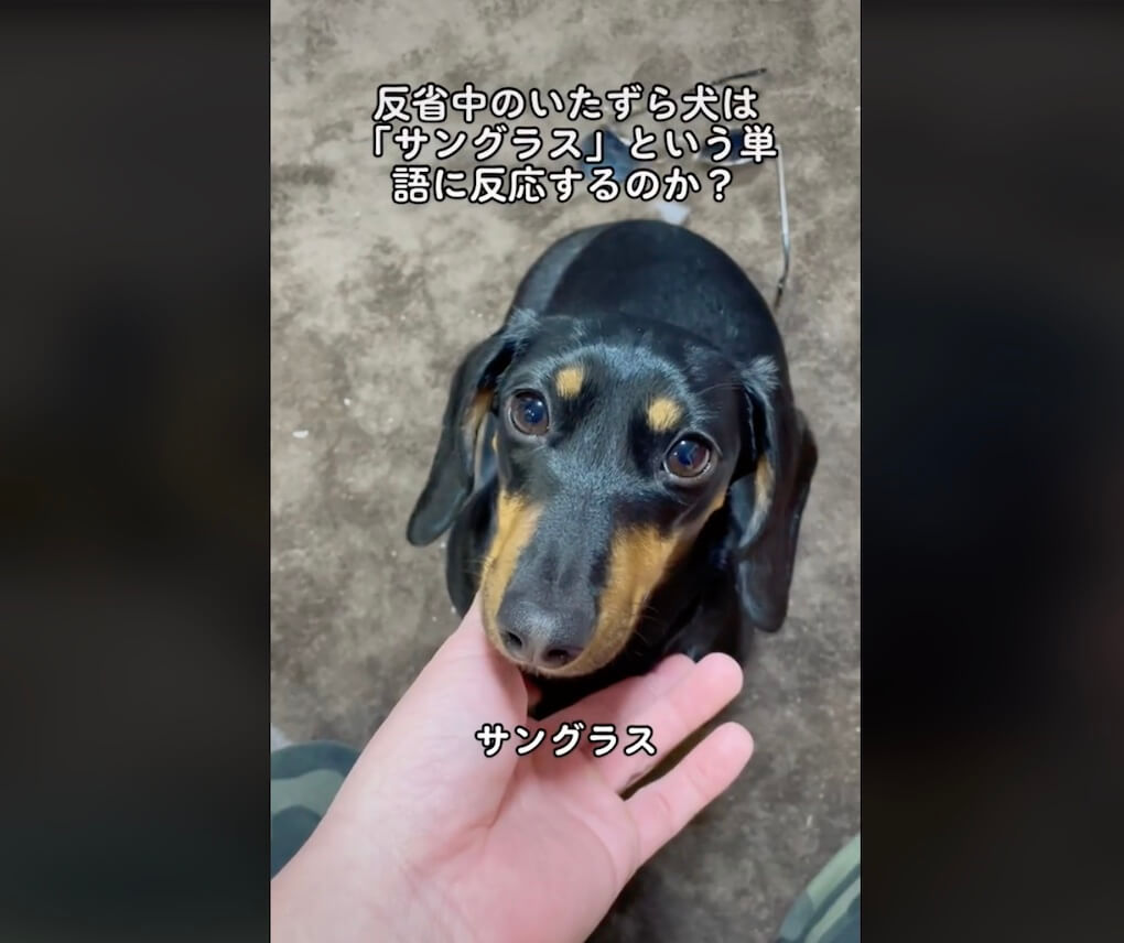 ダックスフンド,動画