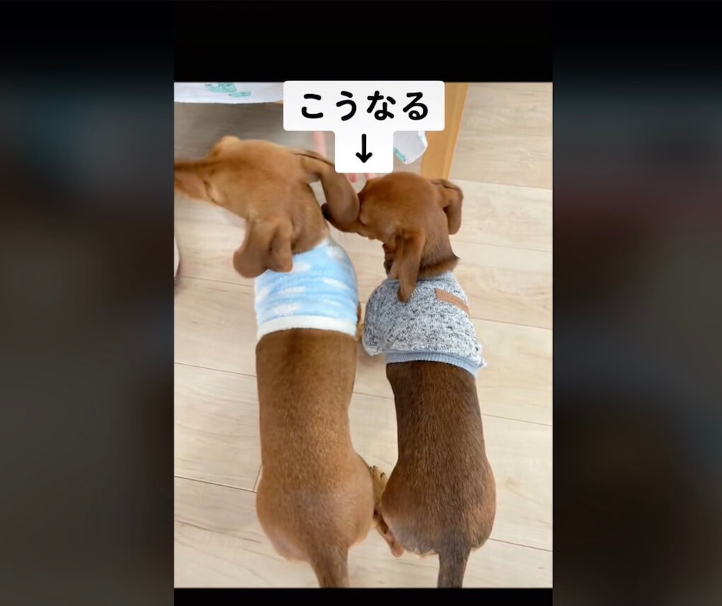 ダックスフンド,動画