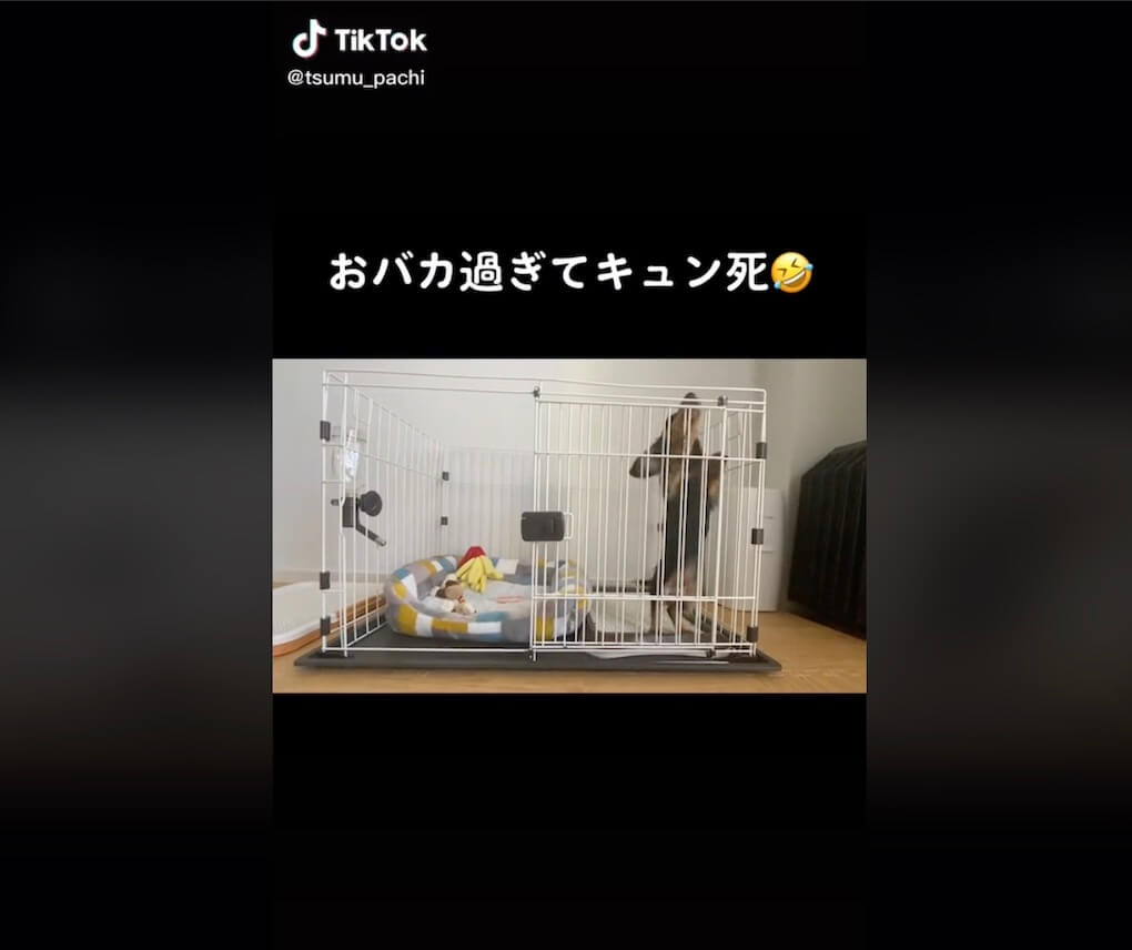 ダックスフンド,動画