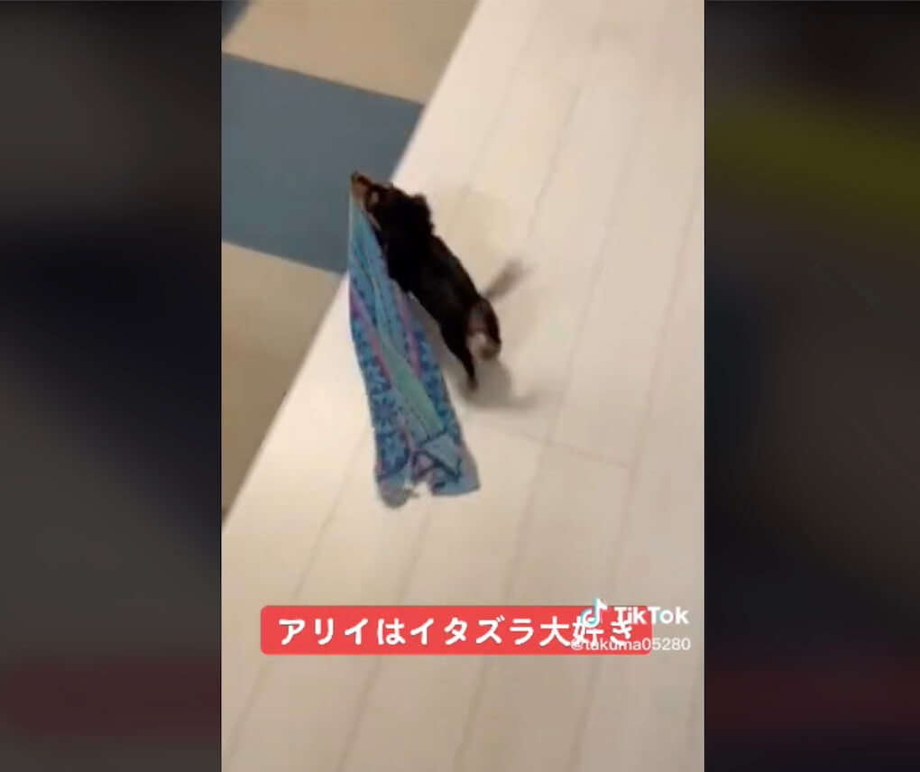 ダックスフンド,動画