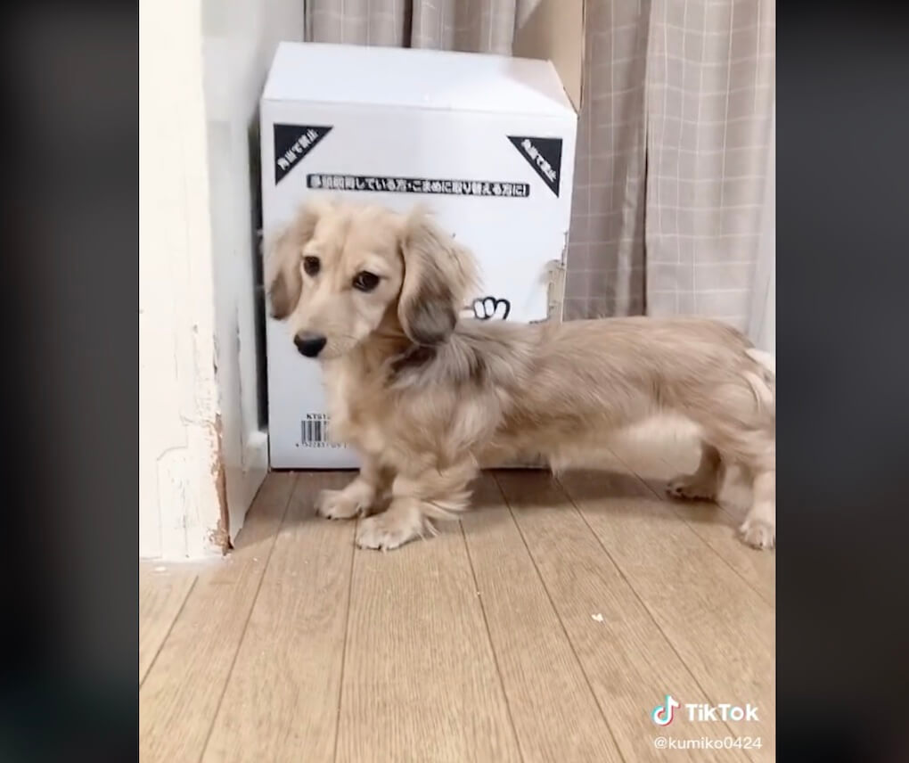 ダックスフンド,動画