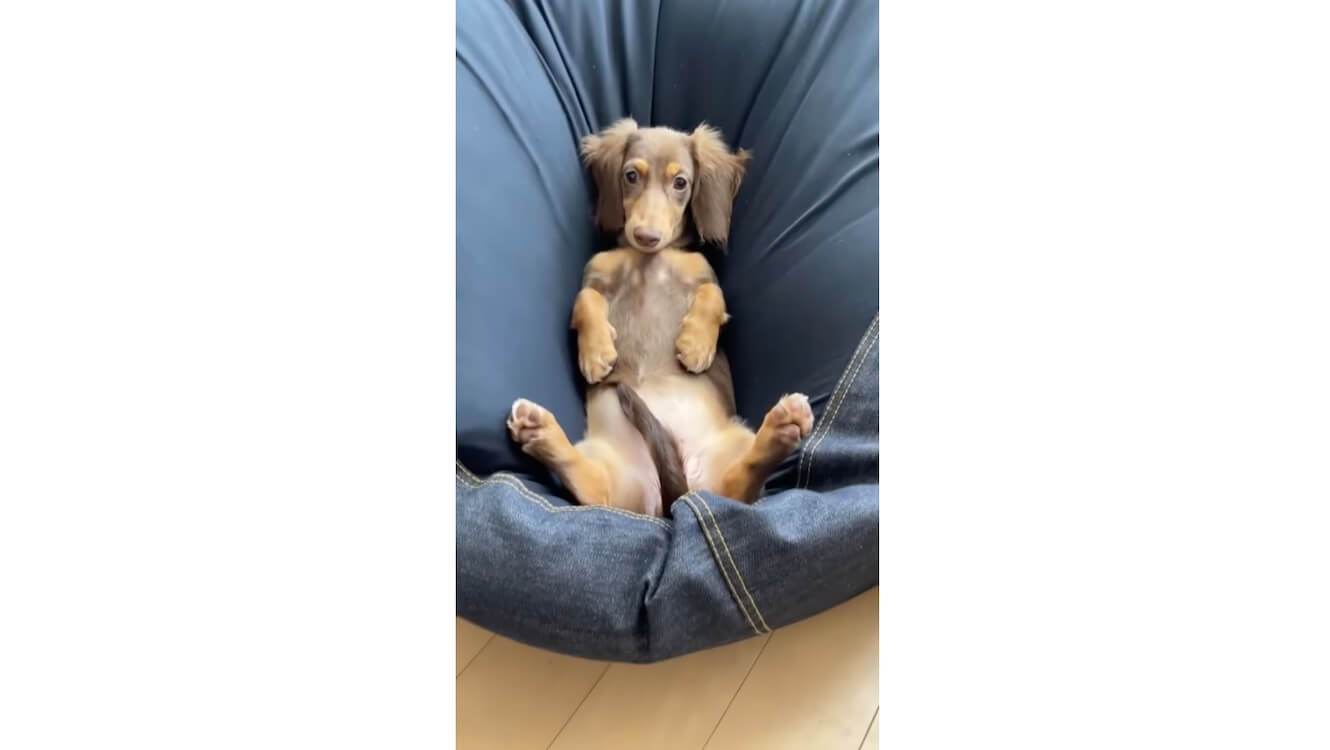 ダックスフンド,動画