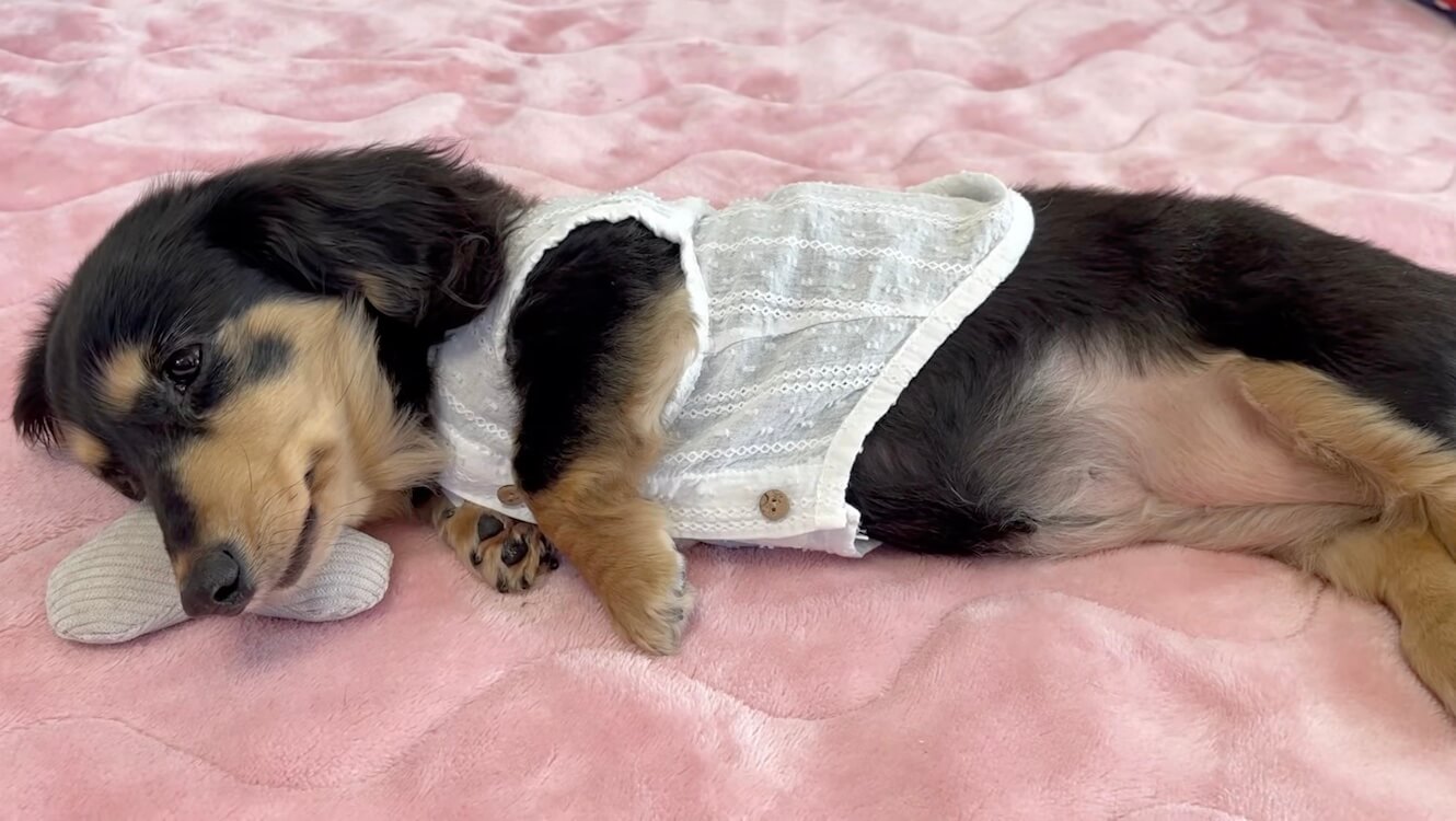 ダックスフンド,動画