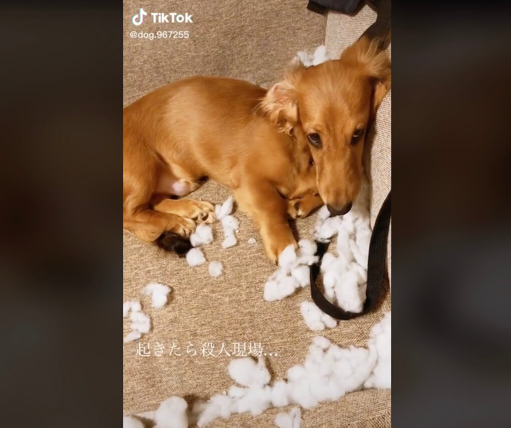 ダックスフンド,動画