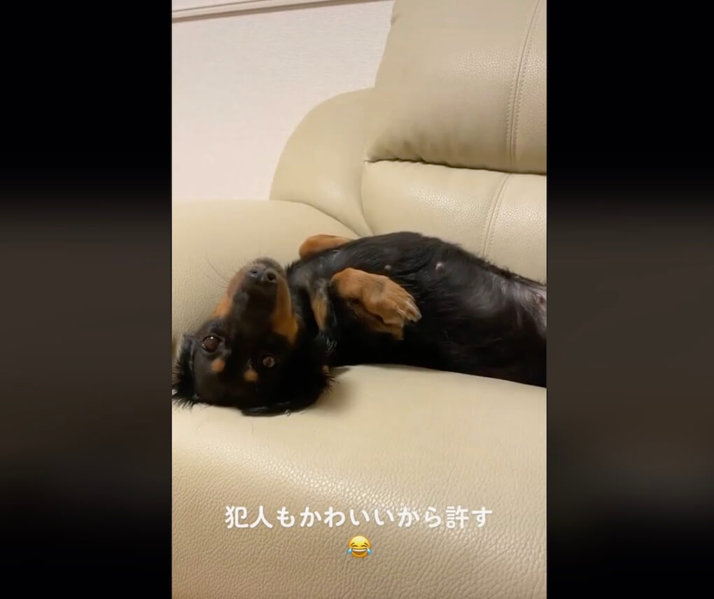 ダックスフンド,動画