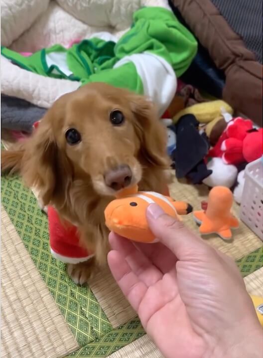 ダックスフンド,動画