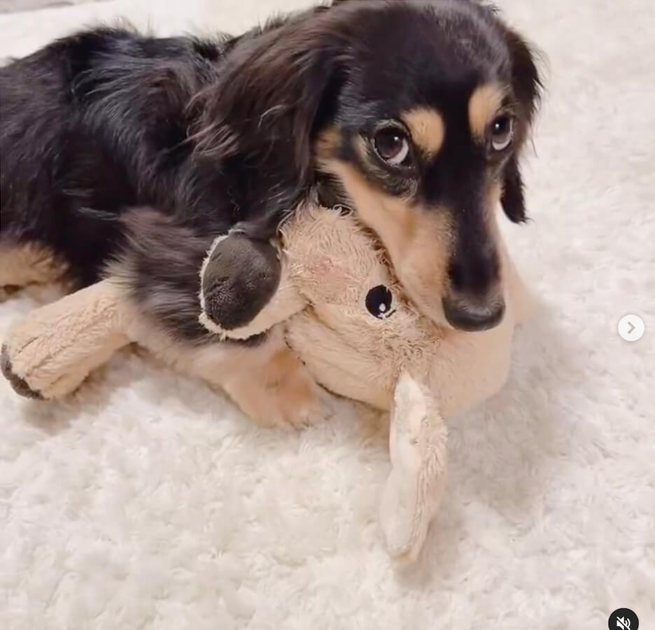 ダックスフンド,動画