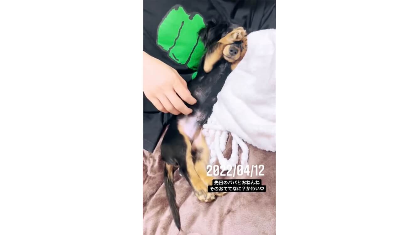 ダックスフンド,動画