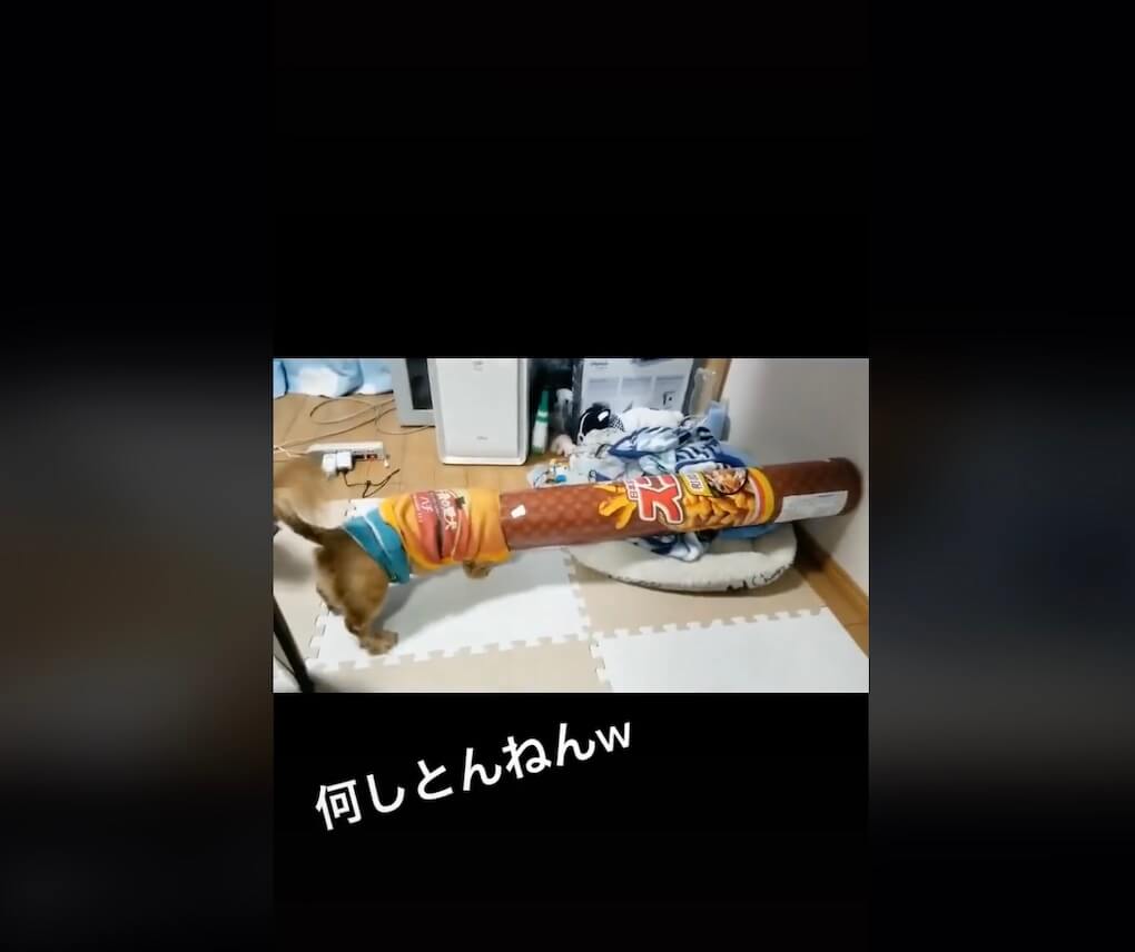 ダックスフンド,動画