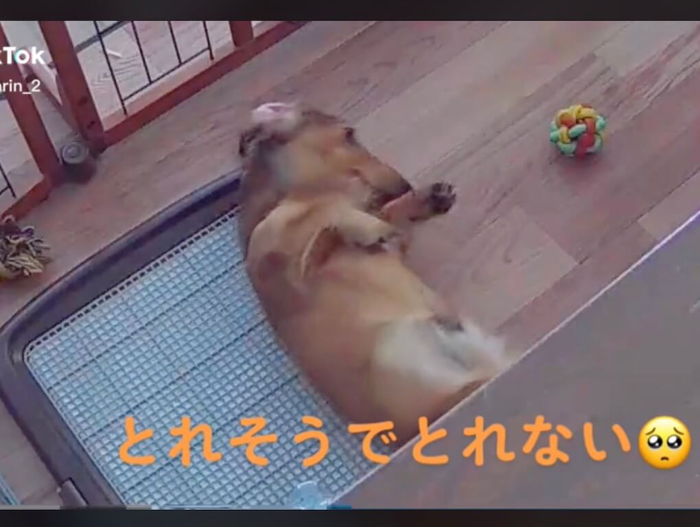 ダックスフンド,動画