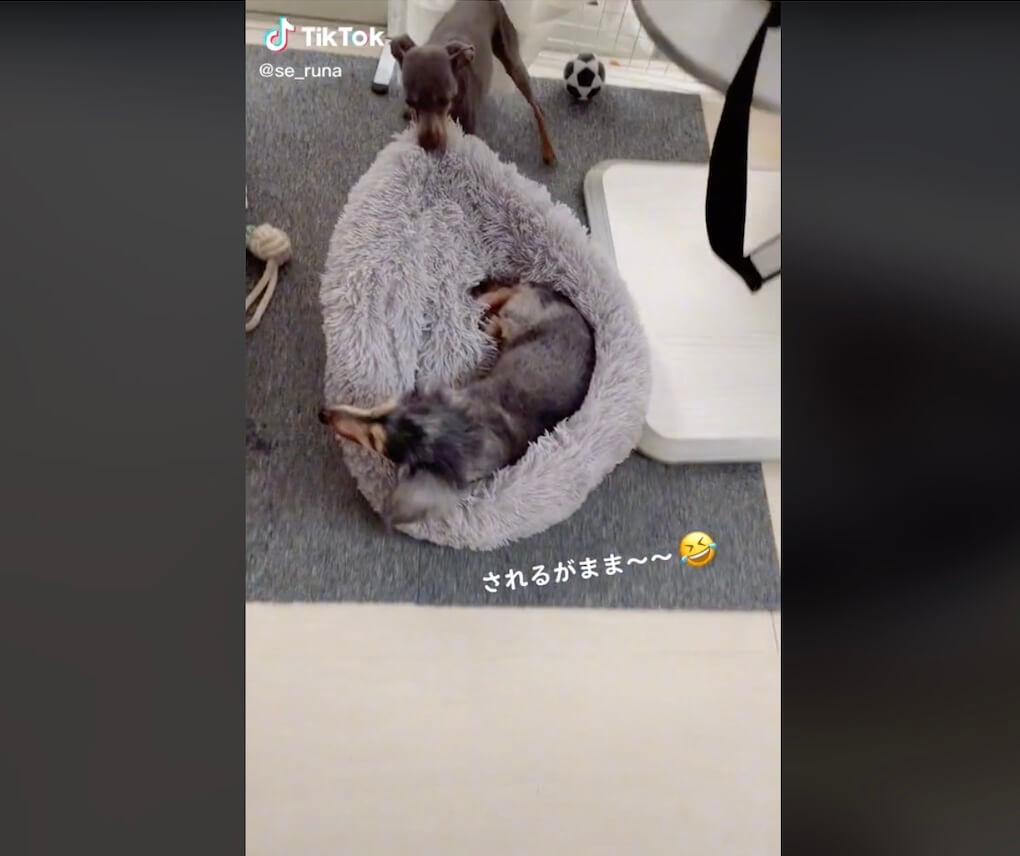 ダックスフンド,動画