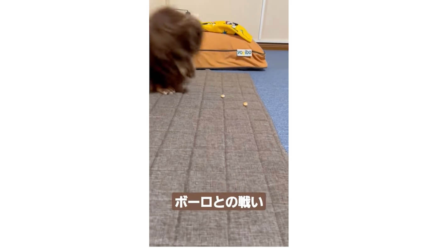 ダックスフンド,動画