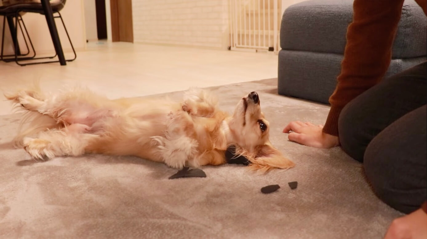 ダックスフンド,動画