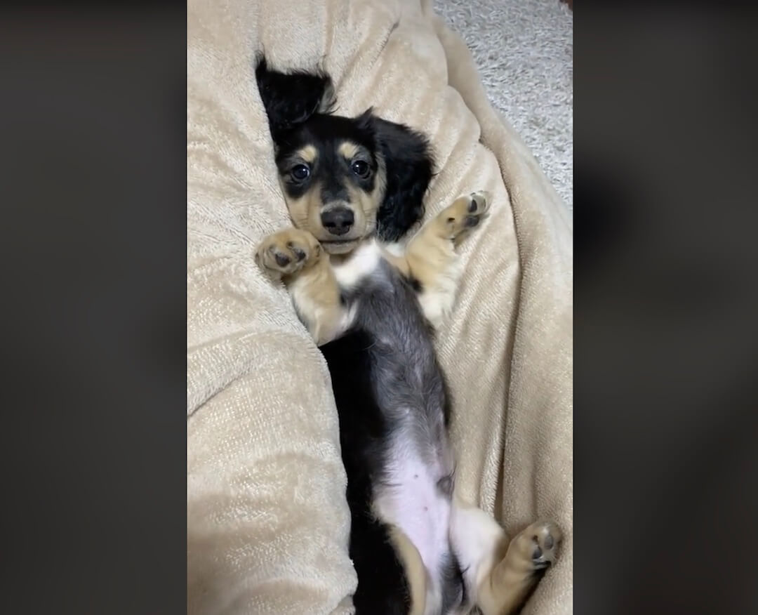 ダックスフンド,動画