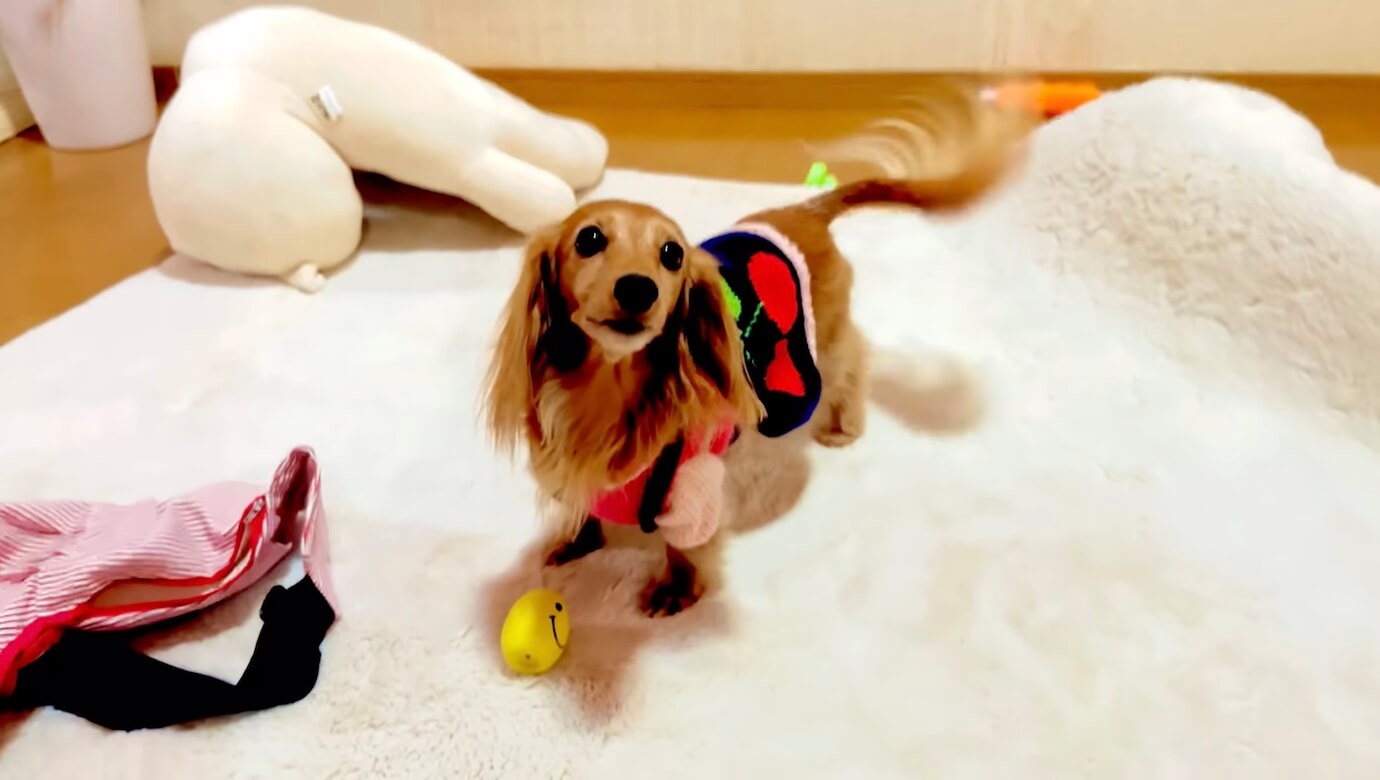 ダックスフンド,動画