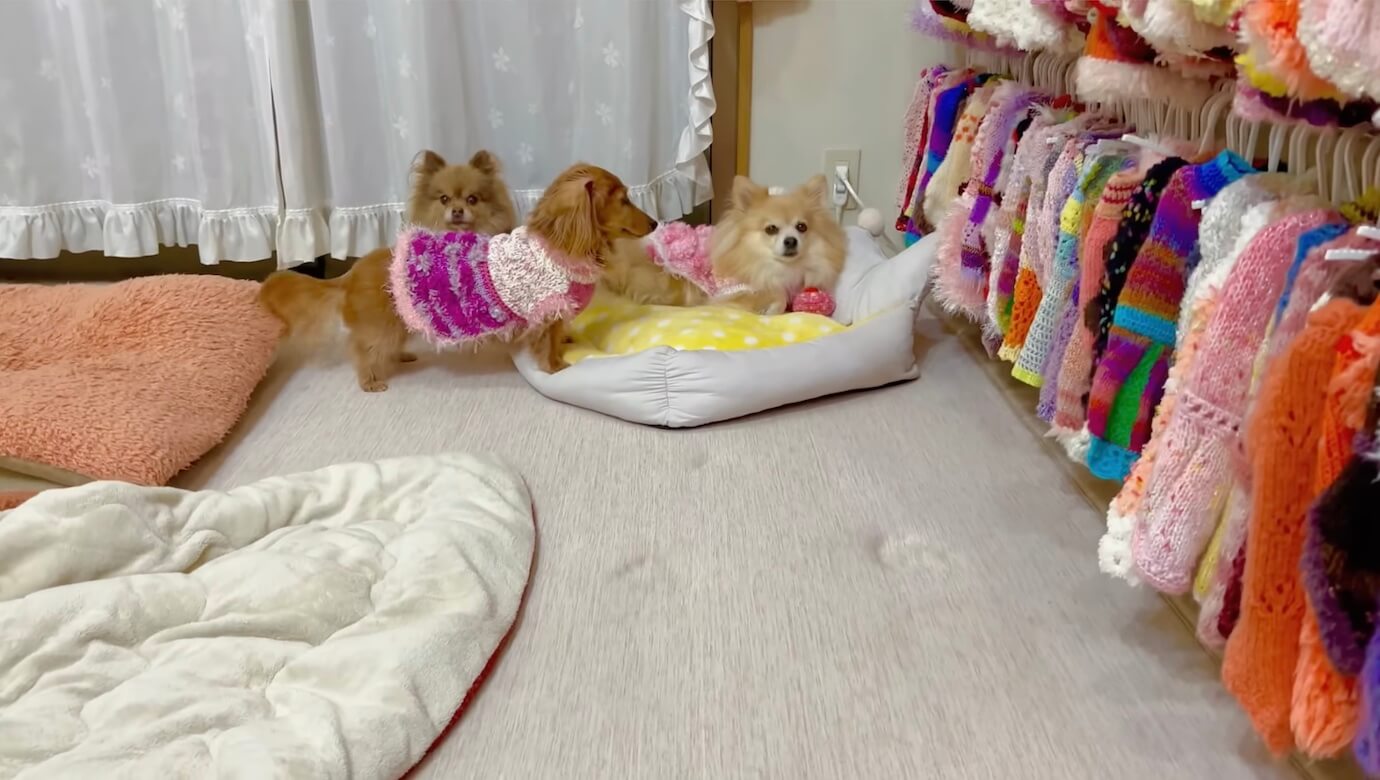 ダックスフンド,動画