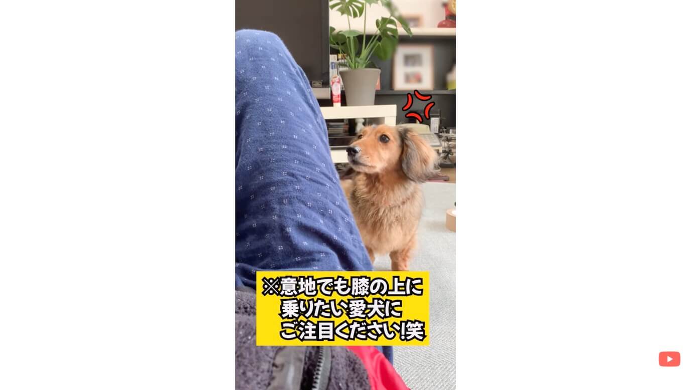 ダックスフンド,動画