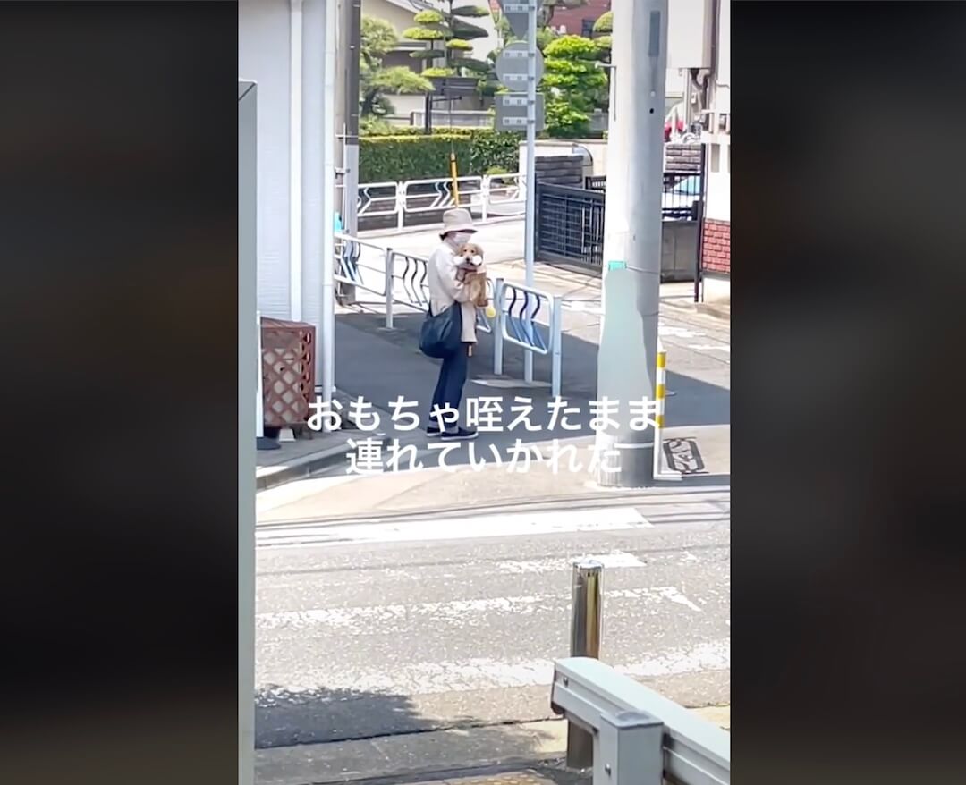 ダックスフンド,動画