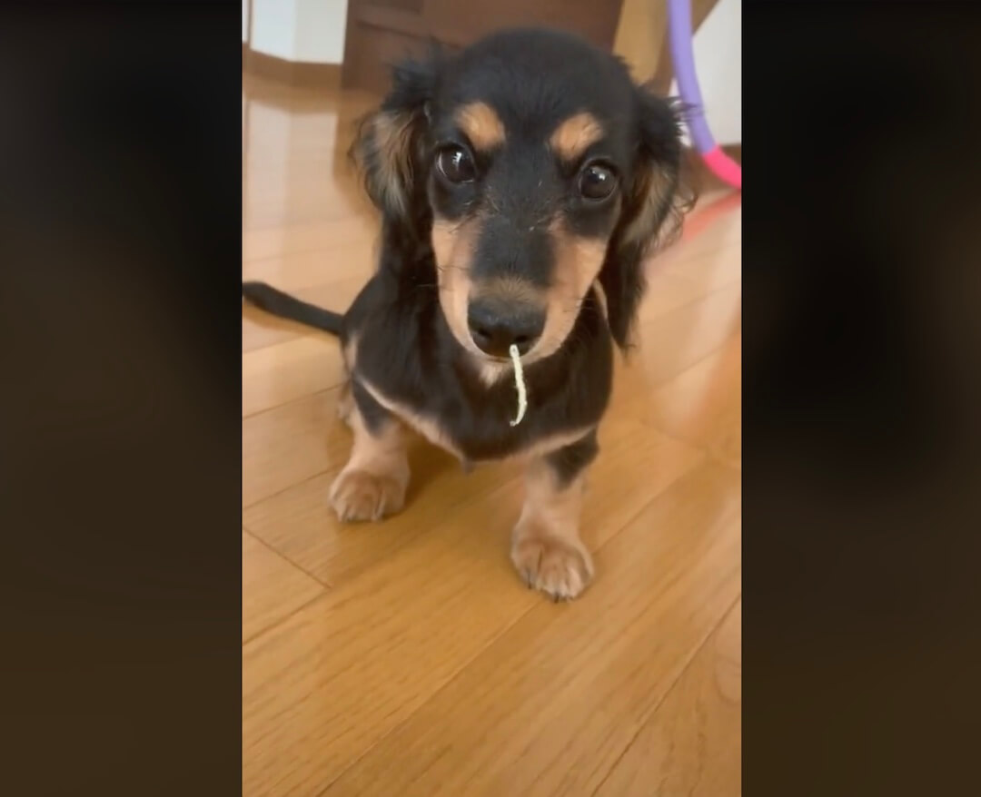 ダックスフンド,動画