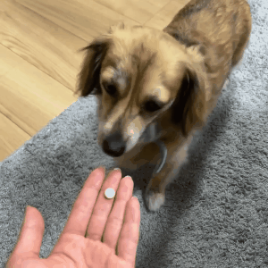 ダックスフンド,アクティブワン