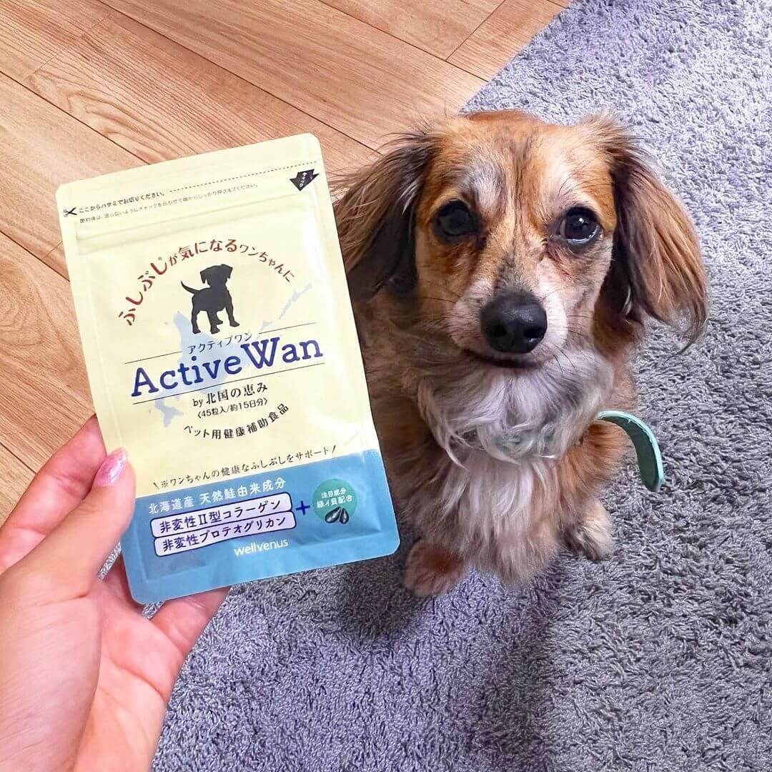 ダックスフンド,アクティブワン