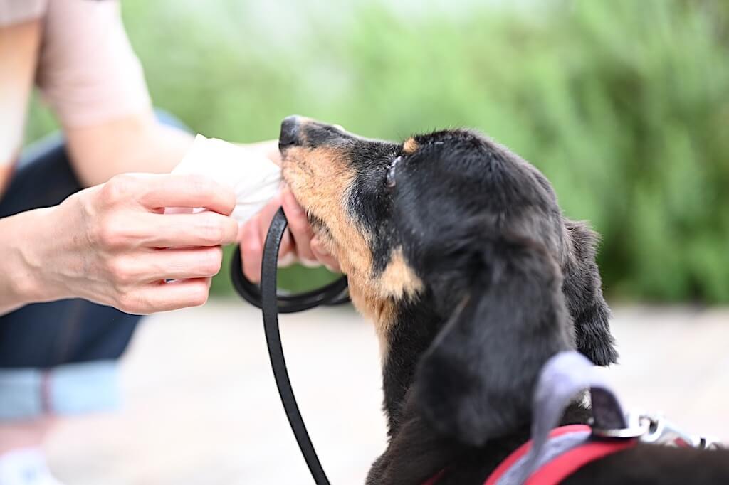 ダックスフンド