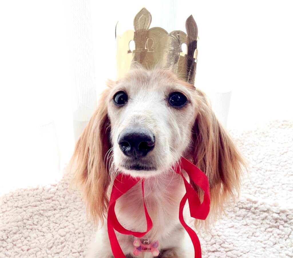 ダックスフンド