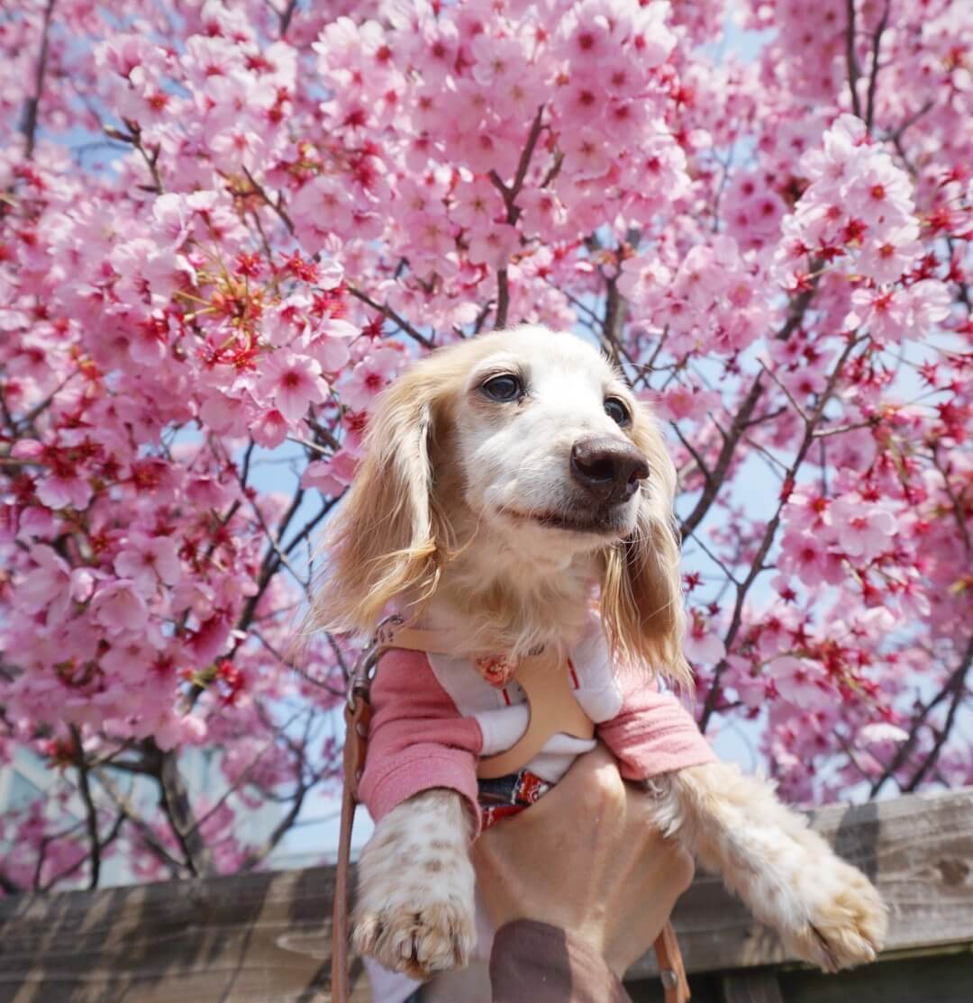 ダックスフンド