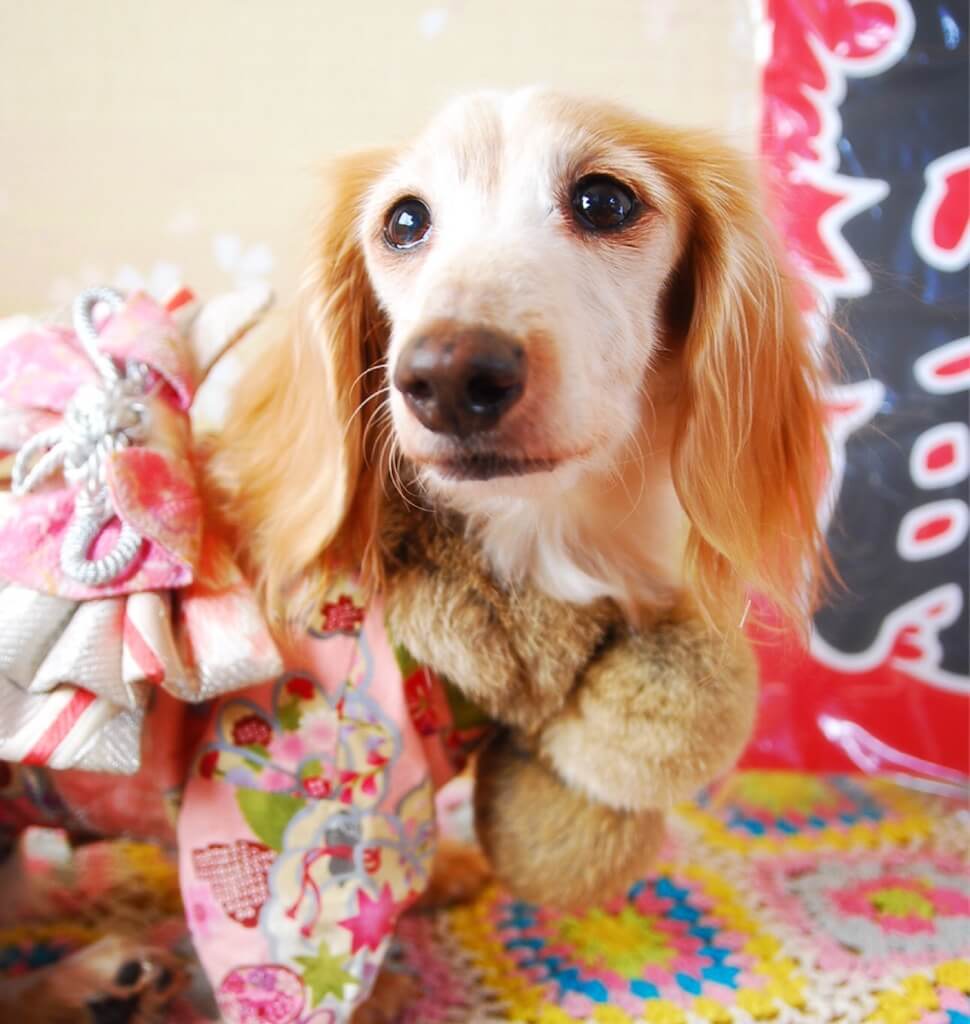 ダックスフンド