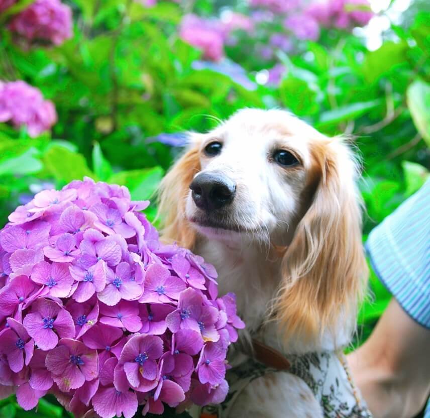 ダックスフンド