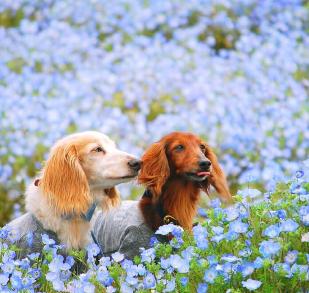 ダックスフンド