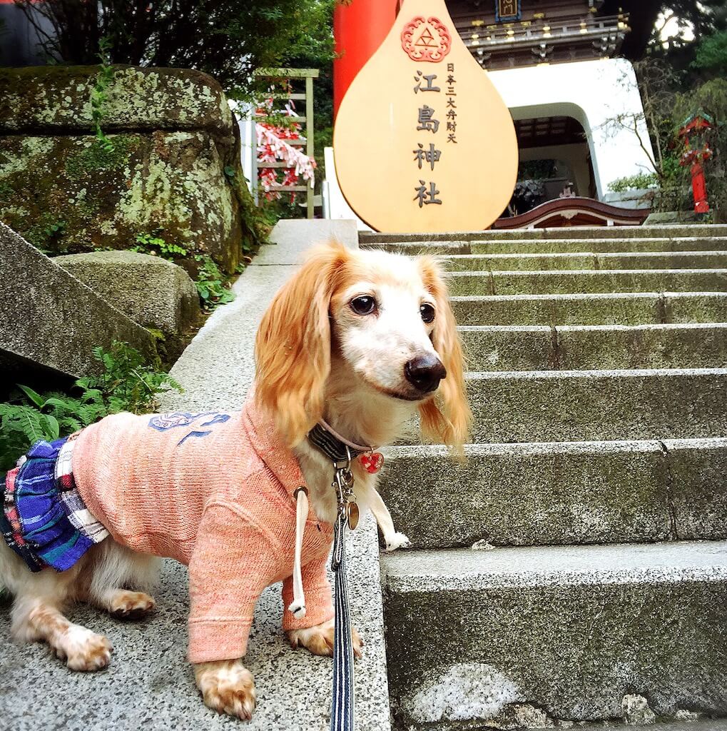 ダックスフンド