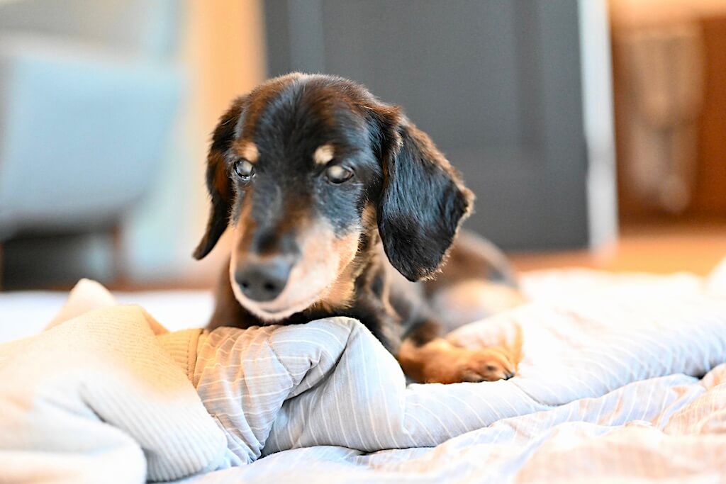 ダックスフンド