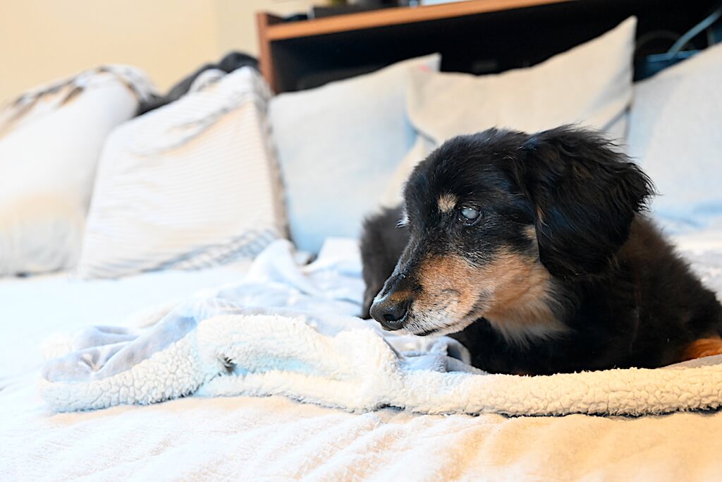 レジェンドダックス