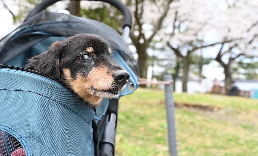 ダックスフンド