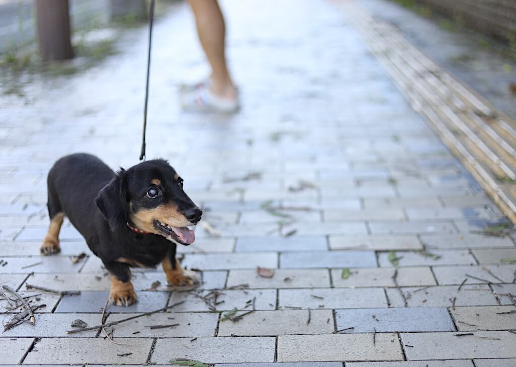 ダックスフンド