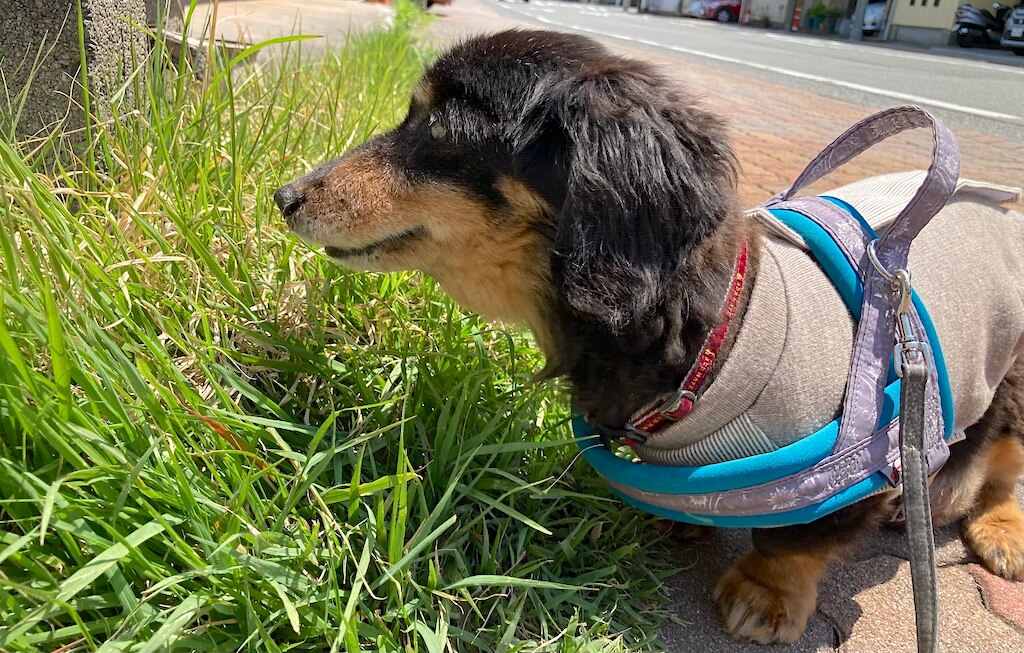 ダックスフンド