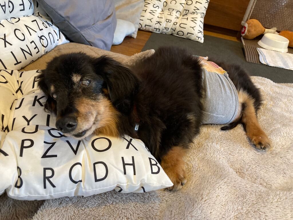 ダックスフンド