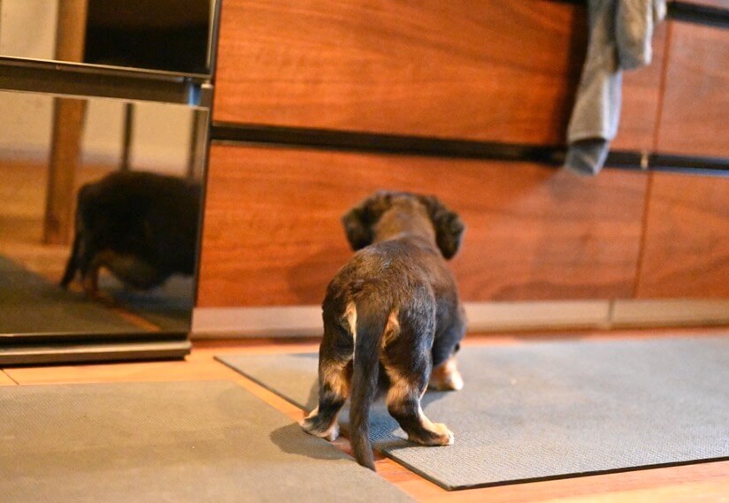 ダックスフンド