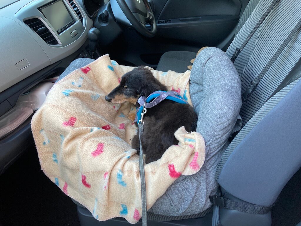 ダックスフンド